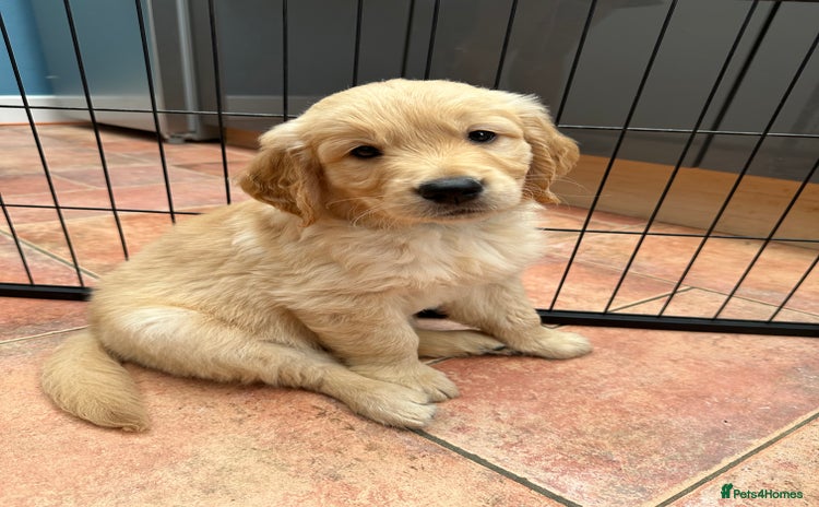 Golden Retriever dogs - Advert 4