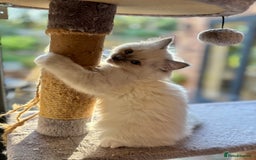 Ragdoll cats for sale: Ragdoll kittens f - Image 7