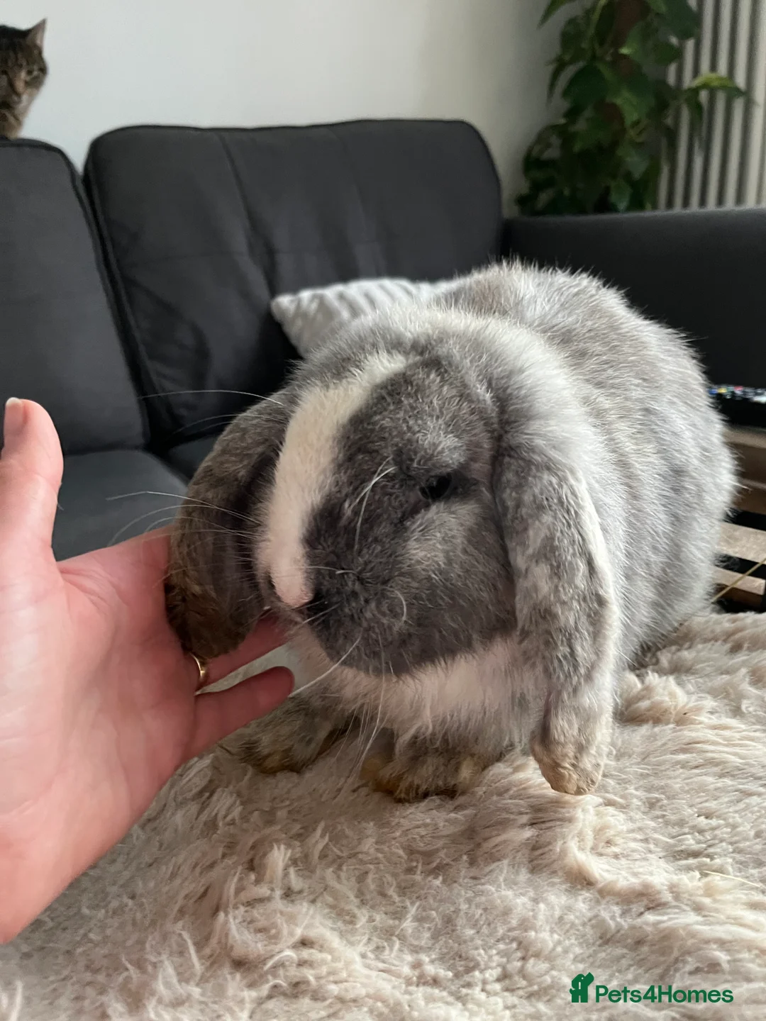 Mini Lop rabbits for sale: Boy Mini Lops looking for their forever home  🐰 - Advert 1