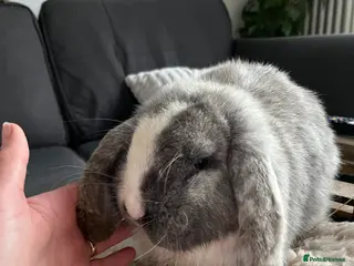 Mini Lop rabbits Blue magpie Mini Lop 🐰 - Advert 10