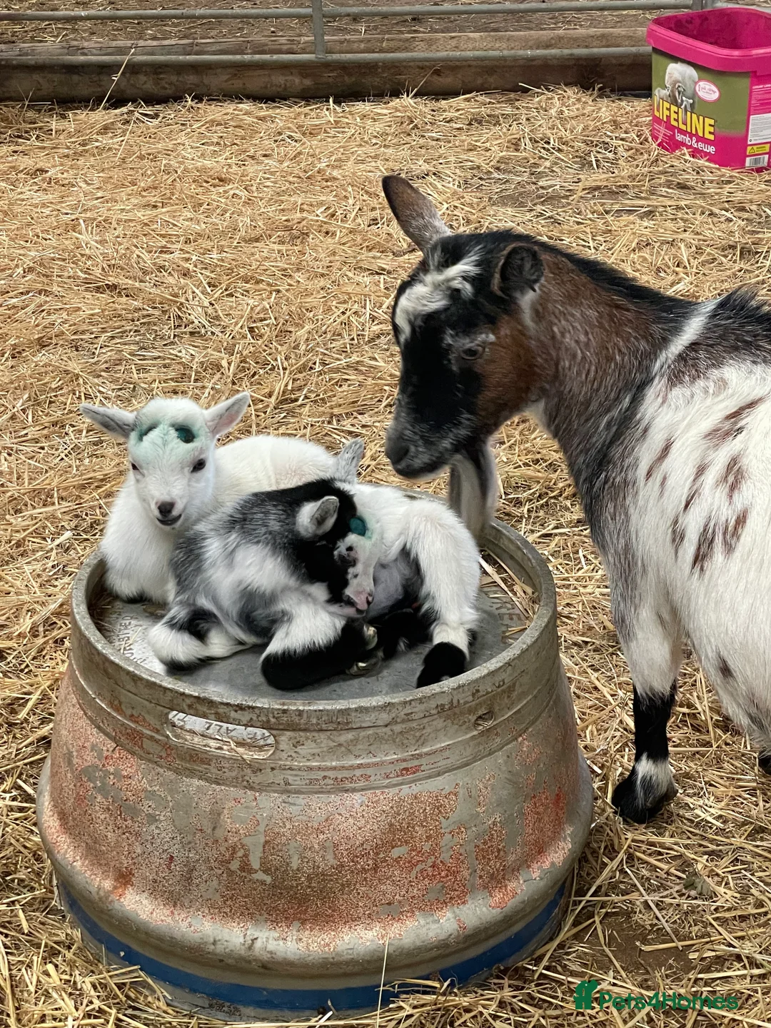Goats livestock for sale: Disbudded Pygmy Goat Kids - Advert 7