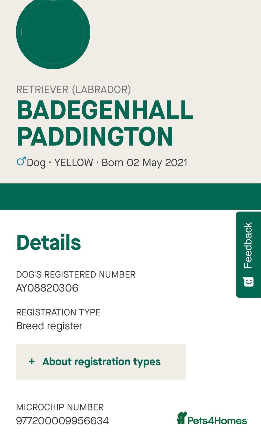 Labrador Retriever dogs for sale: Kc registered Labrador 5 star homes only  - Advert 15