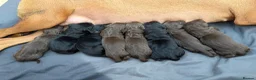 Mixed Breed dogs for sale: Beautiful Vizmaraner puppies  - Advert 10