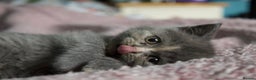 Scottish Fold cats for sale: Scottish Fold Kittens - Advert 3