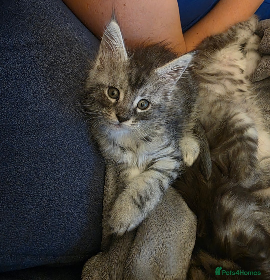 Maine Coon cats for sale: Xl Maine coon kittens  - Image 8