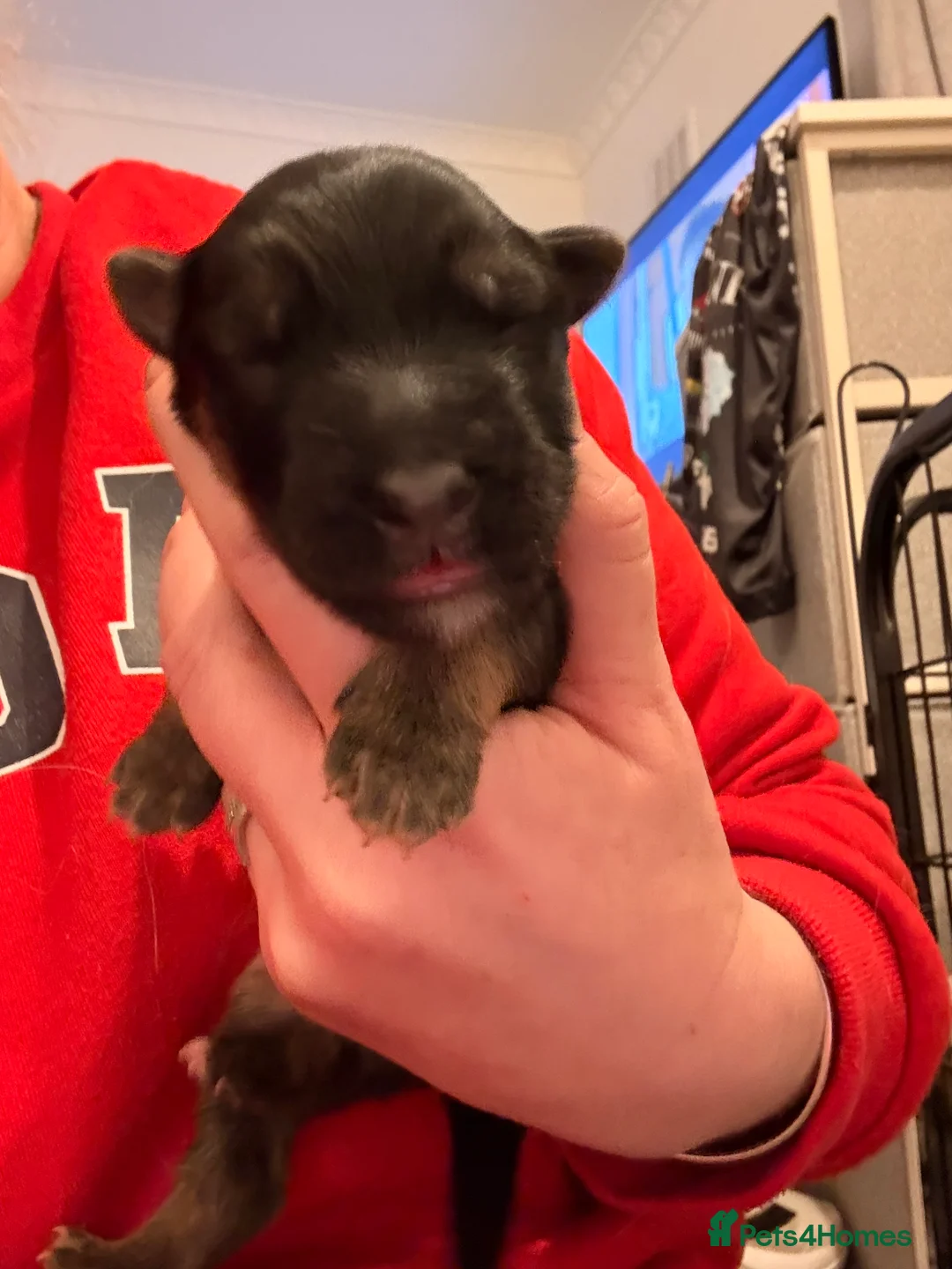 Mixed Breed dogs for sale: German Shepherd X Alaskan Shepherd  - Advert 13