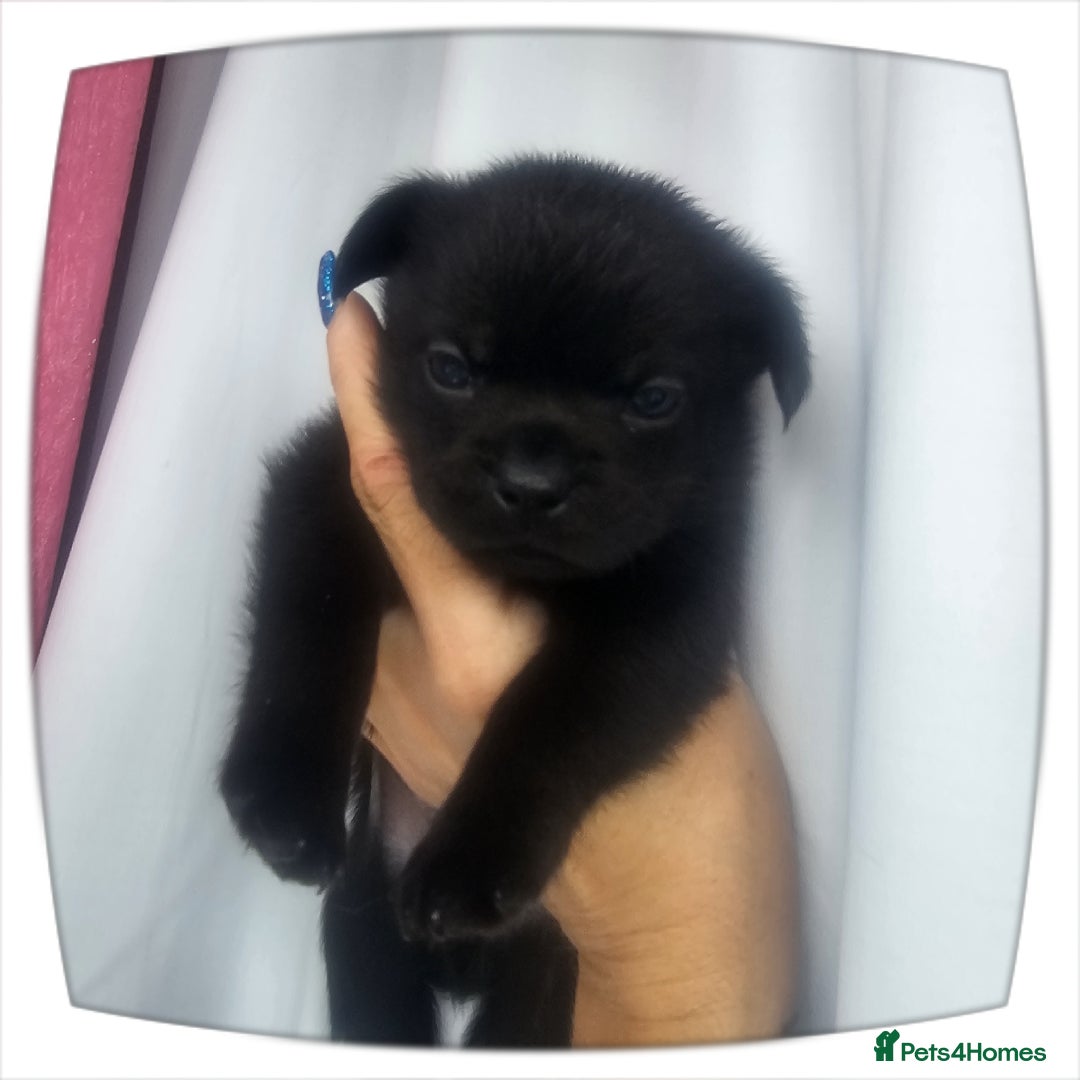 French Bulldog dogs for sale: Beautiful French Bulldogs  - Image 23