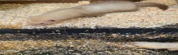 Ferret rodents for sale: Micro Ferrets  - Advert 11