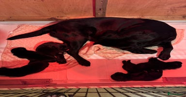 Mixed Breed dogs in Carmarthen - Advert 14
