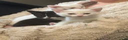 RagaMuffin cats for sale: Raggamuffin x kittens  - Advert 8