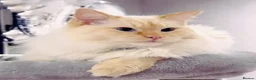 Ragdoll cats for stud: 🔥 Exceptional Flame Point Stud Available 🔥 - Advert 5