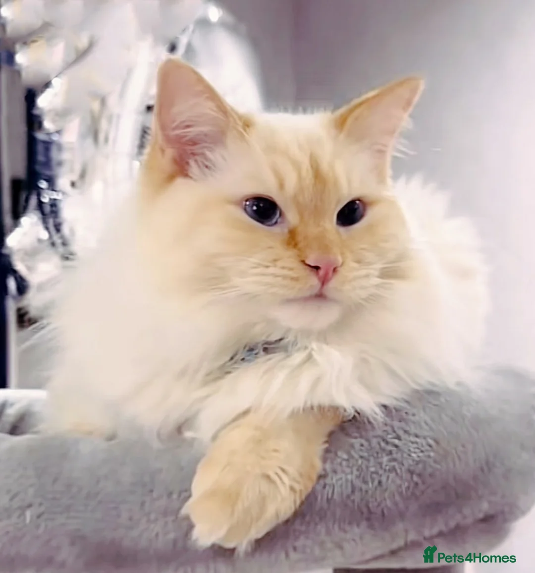 Ragdoll cats for stud: 🔥 Exceptional Flame Point Stud Available 🔥 - Advert 5