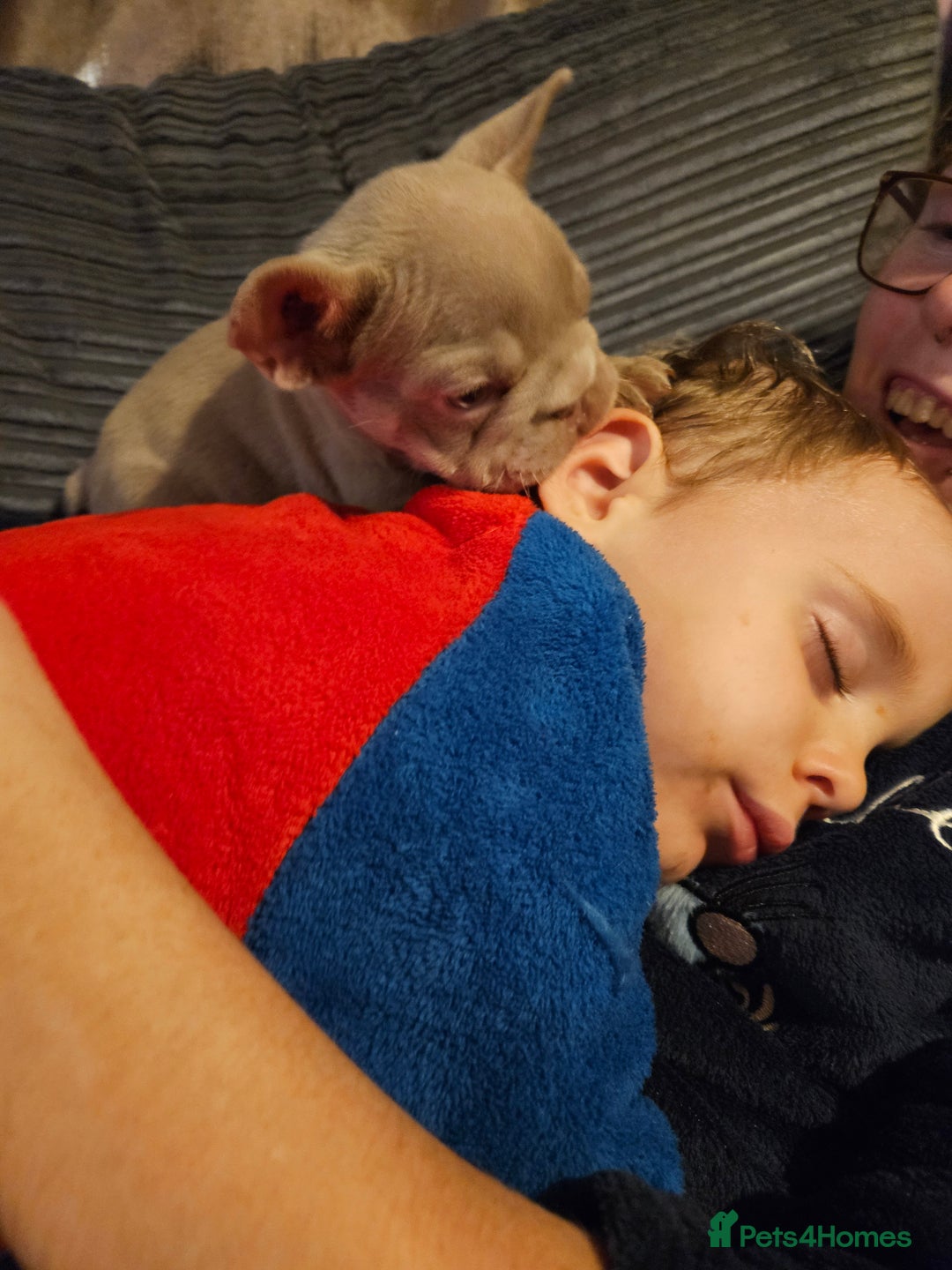 French Bulldog dogs for sale: KC French bulldogs READY FOR THEIR FOREVER HOME 💙 - Advert 30