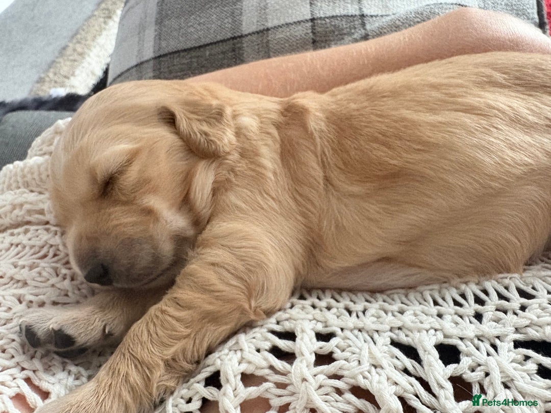 Golden Retriever dogs for sale: 5 gorgeous goldens left! - Image 12
