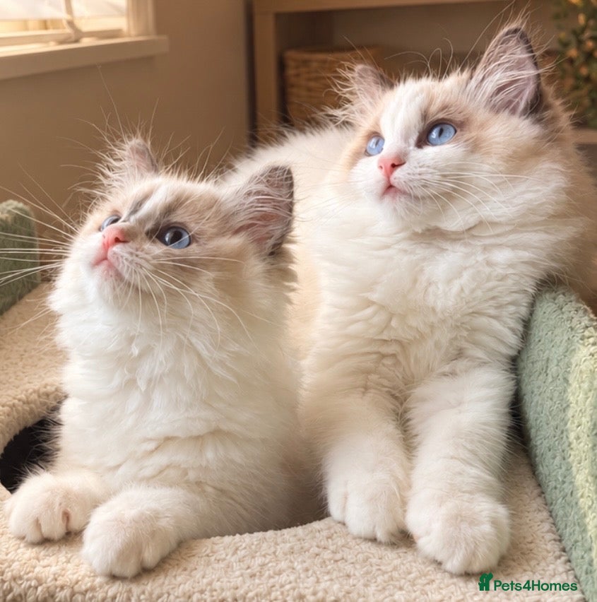 Ragdoll cats ✨️🏆 🧸🤎ReadyNow Eu ChampLine Tica Reg Ragdolls  - Advert 1