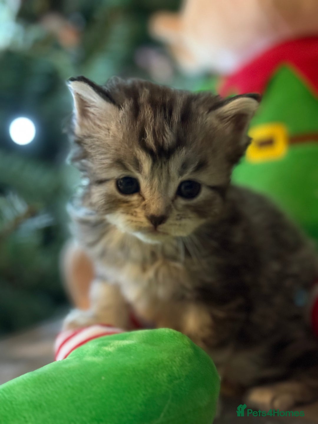 Maine Coon cats for sale: 5 adorable maine coon kittens - Advert 8
