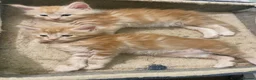 Maine Coon cats for sale: Beautiful Main Coon Kittens Ready - Advert 5