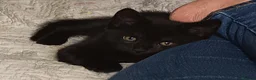 Mixed Breed cats for sale: Two boys ready to go.  - Advert 3