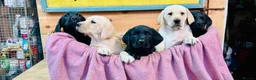 Labrador Retriever dogs for sale: KC Labrador Pups Chunky Traditional  Working - Advert 4