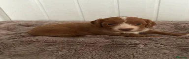 Cockapoo 1