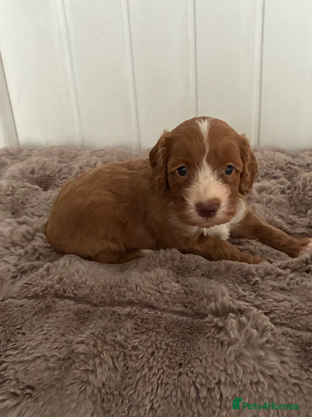 Cockapoo dogs for sale: 🐶 Red Health tested Cockerpoos 🐶 - Advert 2