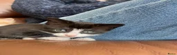 Mixed Breed cats for sale: Two gorgeous kittens - Advert 3