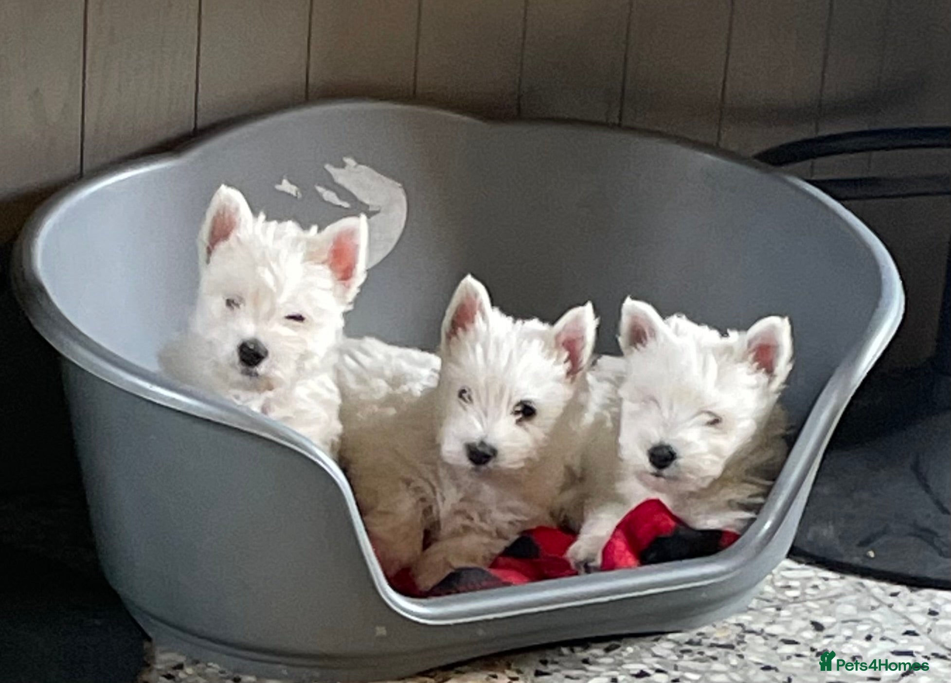 West Highland Terrier dogs Beautiful Westie’s for sale  - Advert 11