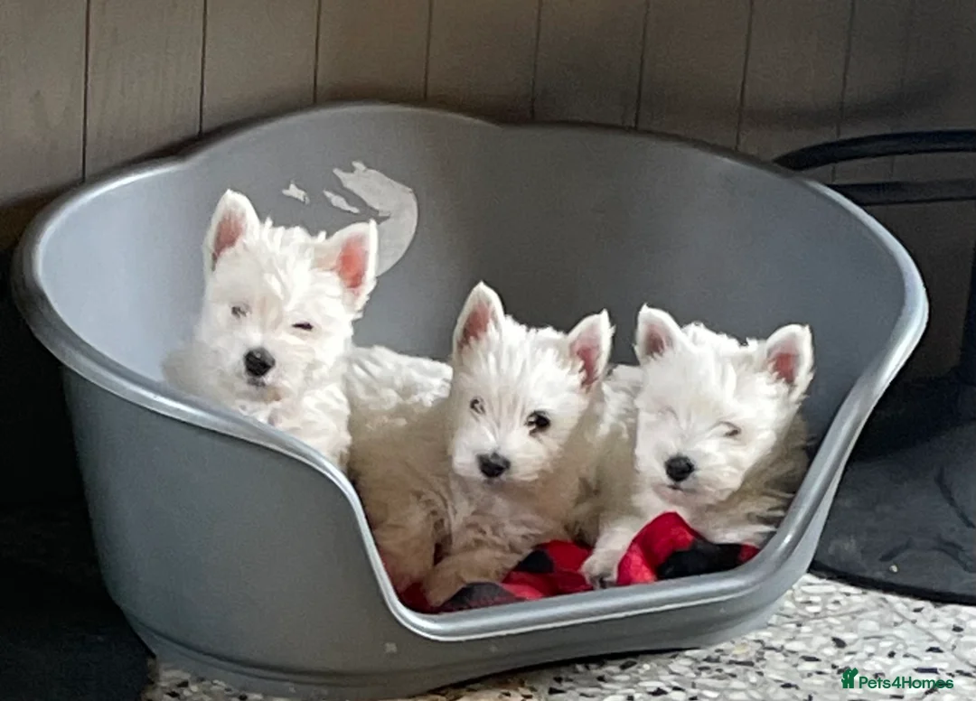 West Highland Terrier dogs for sale: Beautiful Westie’s for sale  - Advert 1