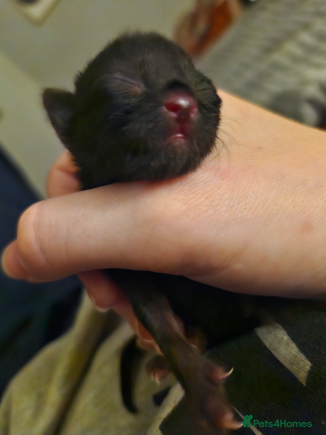 Mixed Breed cats for sale: Purrfect Rare Elf Eared Fur Babies Ready 14th Feb - Advert 20