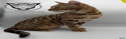 Bengal cats for sale: 🐆✨ GLITTER TICA 6TH GENERATION BENGAL KITTENS🐆✨ - Advert 20