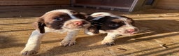 English Springer Spaniel dogs for sale: English Springer Spaniels  - Advert 2