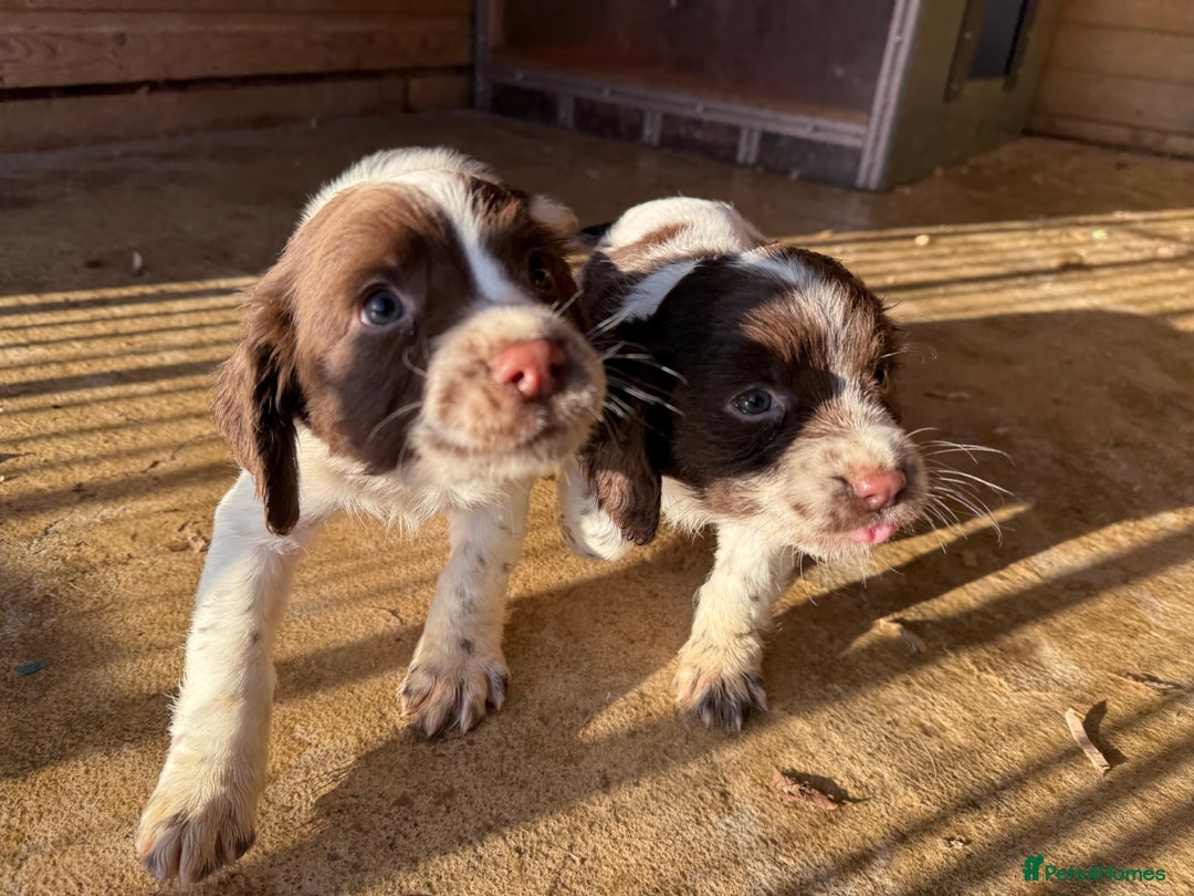 English Springer Spaniel dogs for sale: English Springer Spaniels  - Advert 2