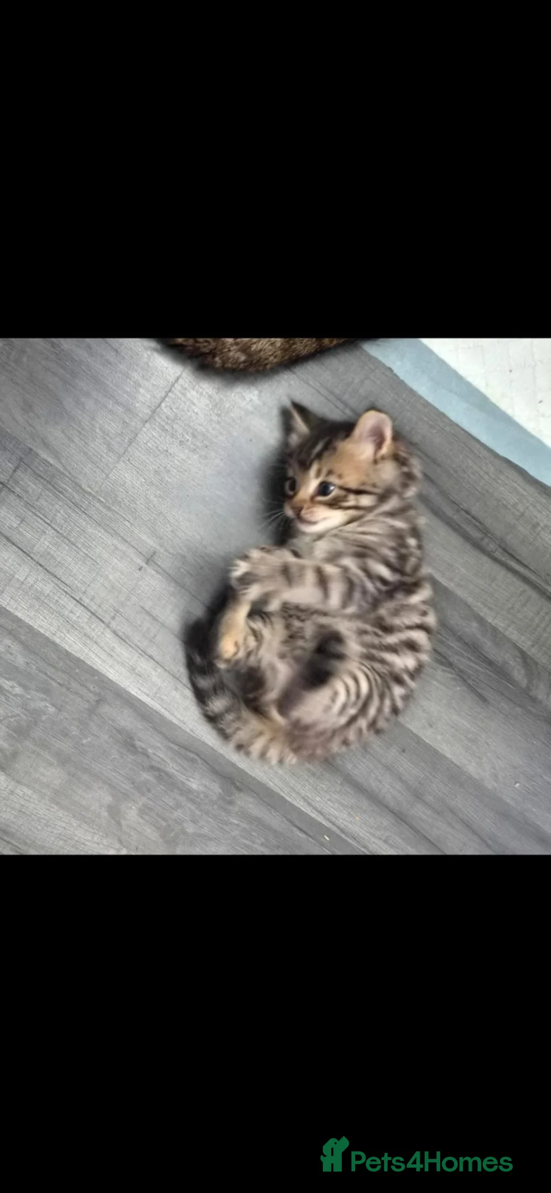 Mixed Breed cats for sale: Mixed cat in London - Advert 4