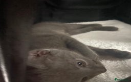 Russian Blue cats for sale: Russian blue girl for sale! - Image 6