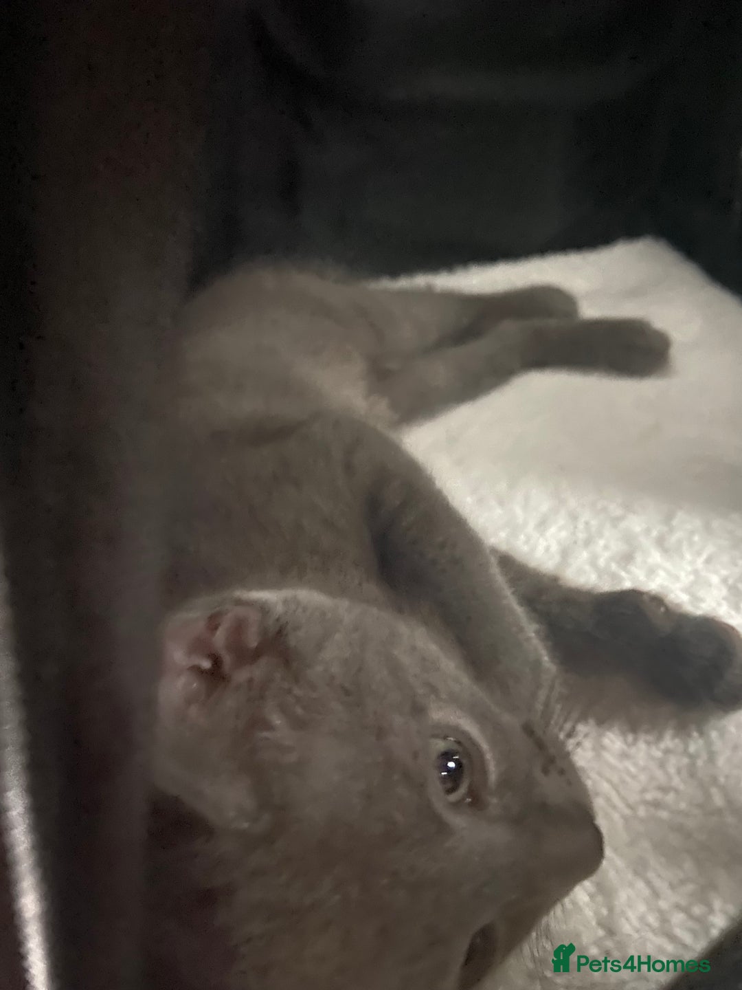 Russian Blue cats for sale: Russian blue girl for sale! - Image 6