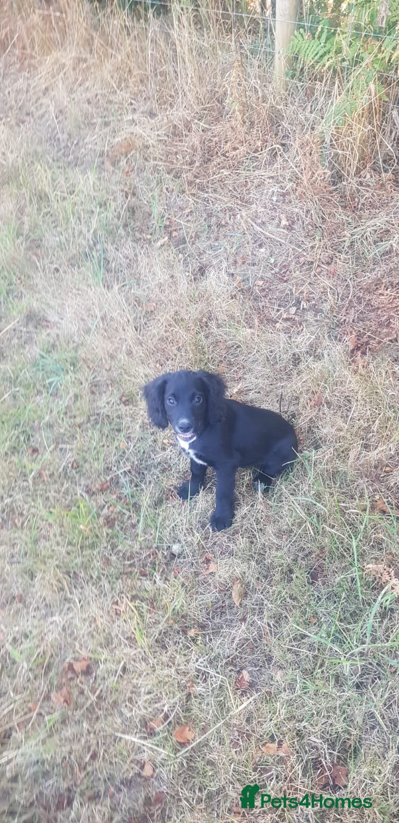 Cocker Spaniel dogs Exceptional Working Cocker Spaniel Puppies - Advert 2