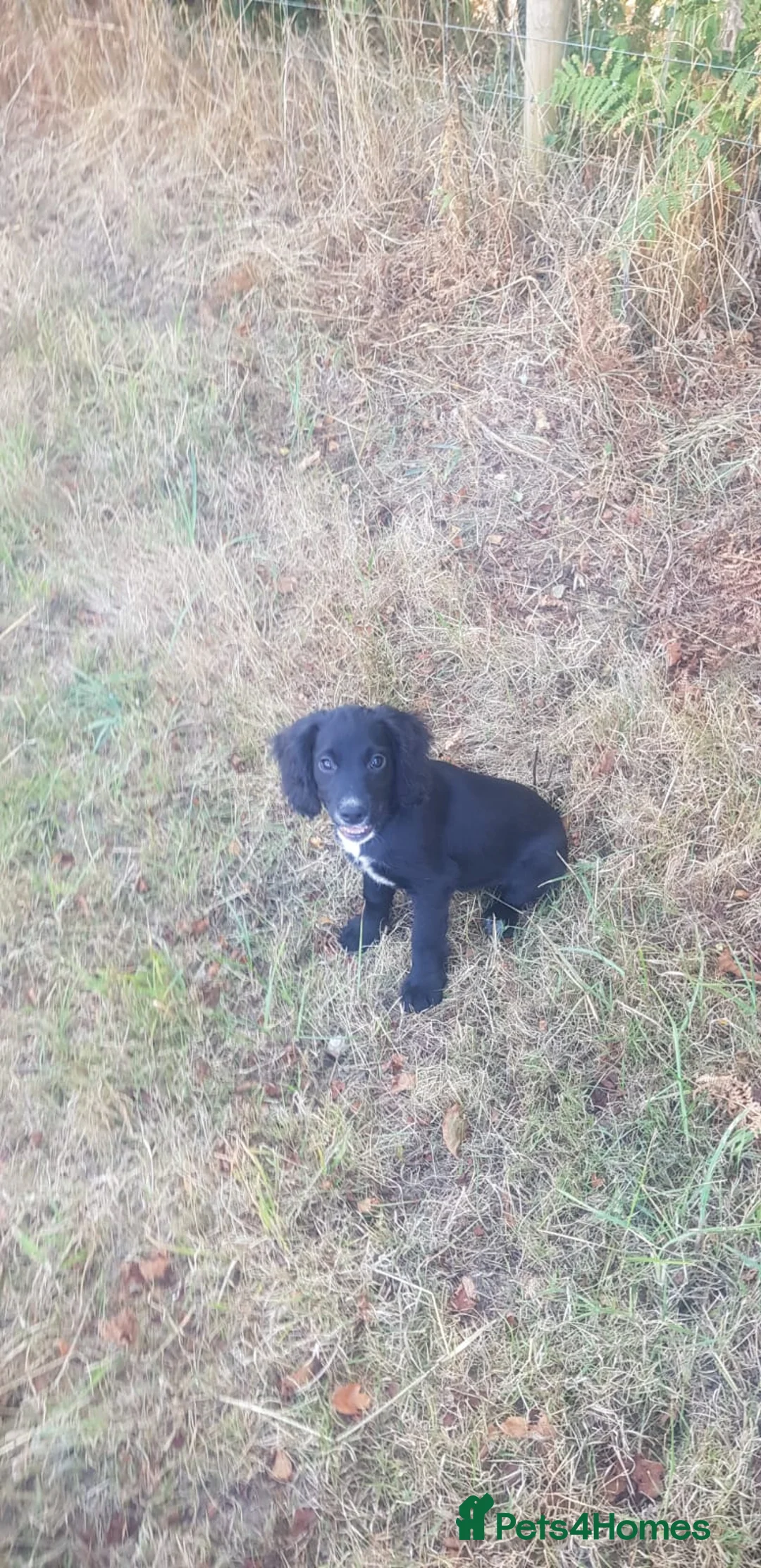 Cocker Spaniel dogs for sale: Exceptional Working Cocker Spaniel Puppies - Advert 2