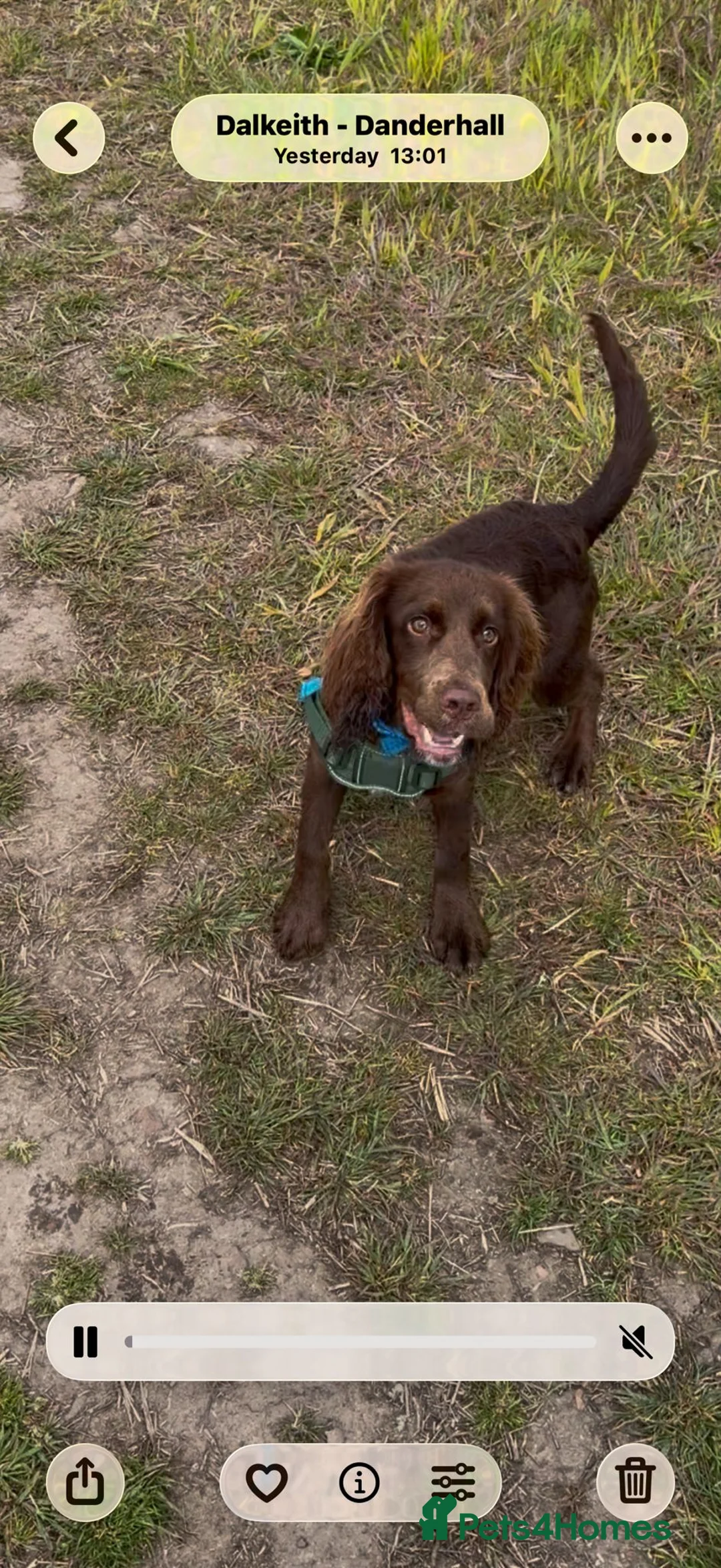 Cocker Spaniel dogs for sale: Male 7 month old cocker spaniel - Advert 7