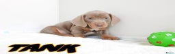 Miniature Dachshund dogs for sale: Stunning mini Dax Boy Available 😍 - Advert 1