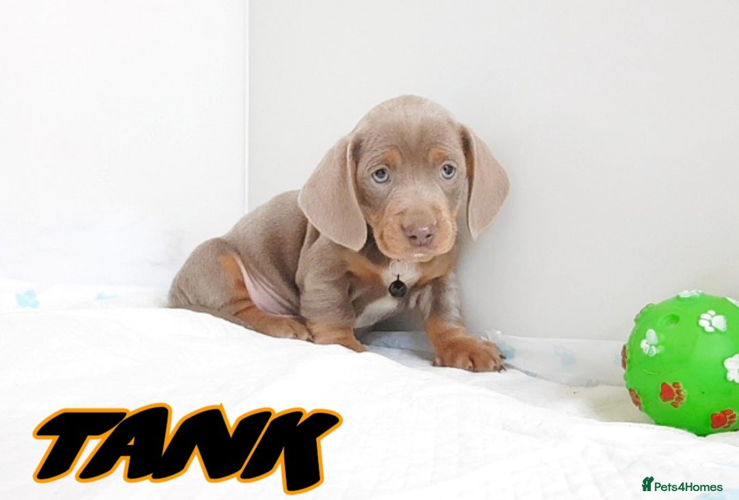 Miniature Dachshund dogs for sale: Stunning mini Dax Boy Available 😍 - Advert 1