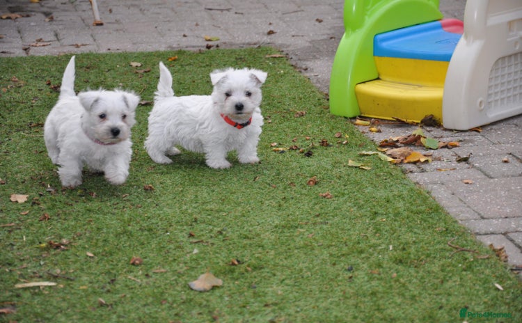 West Highland Terrier dogs - Advert 1