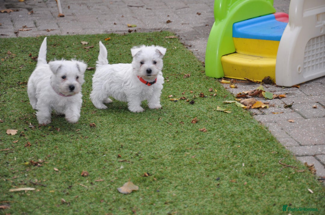 West Highland Terrier dogs for sale: Gorgeous West Highland Terrier Puppies - Image 1