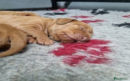 Hungarian Vizsla dogs for sale: Stunning KC Hungarian Vizsla Puppies  - Image 4