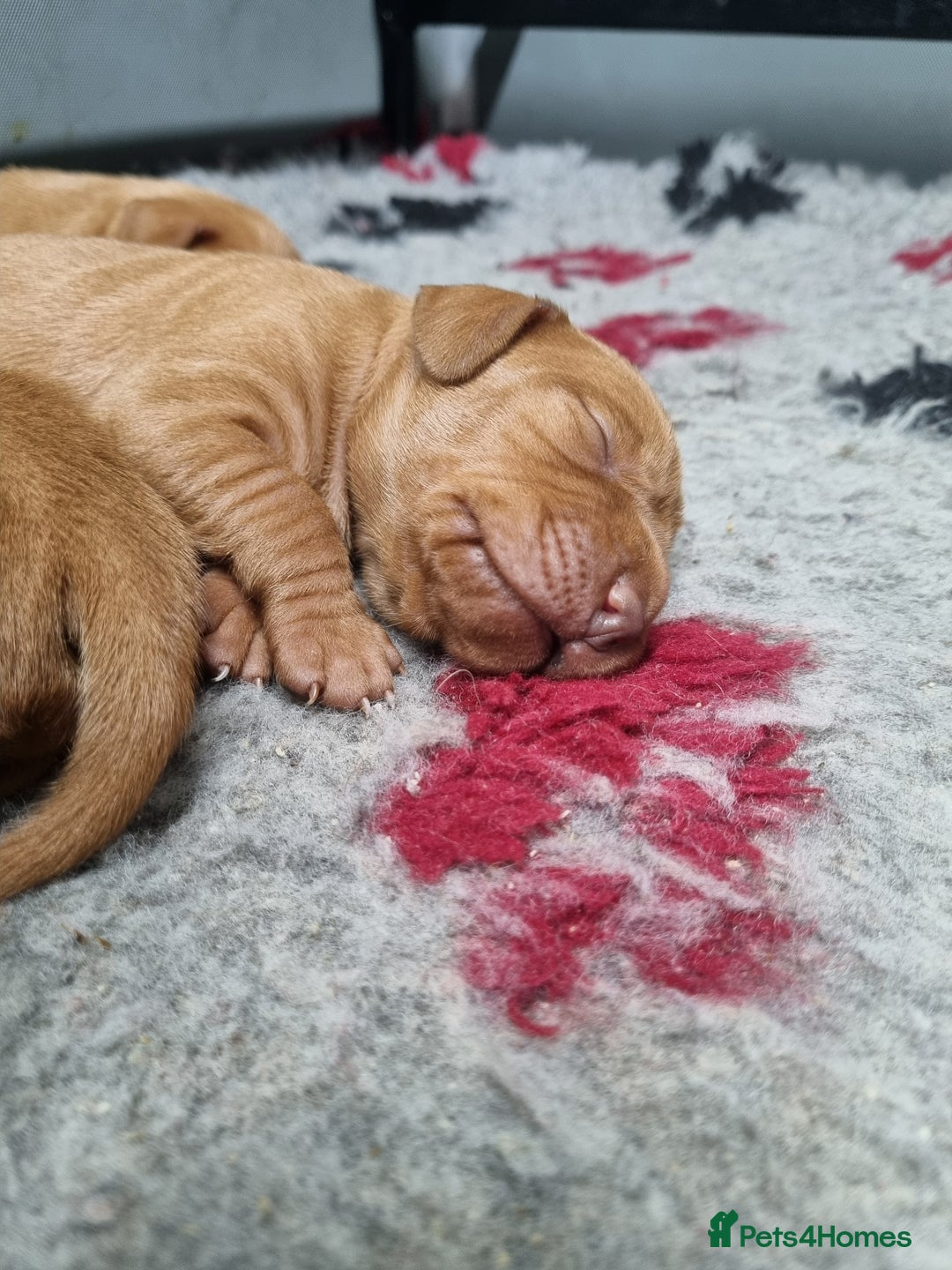 Hungarian Vizsla dogs for sale: Stunning KC Hungarian Vizsla Puppies  - Image 4