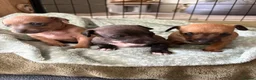 Italian Greyhound dogs for sale: Italian greyhound puppies  in Horsham - Advert 8