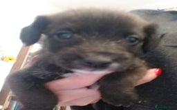 Jackapoo dogs for sale: Jackapoo puppies - Image 21