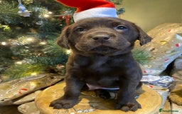 Labrador Retriever dogs for stud: Health Tested KC Registered Chocolate Labrador  in Wisbech - Image 8