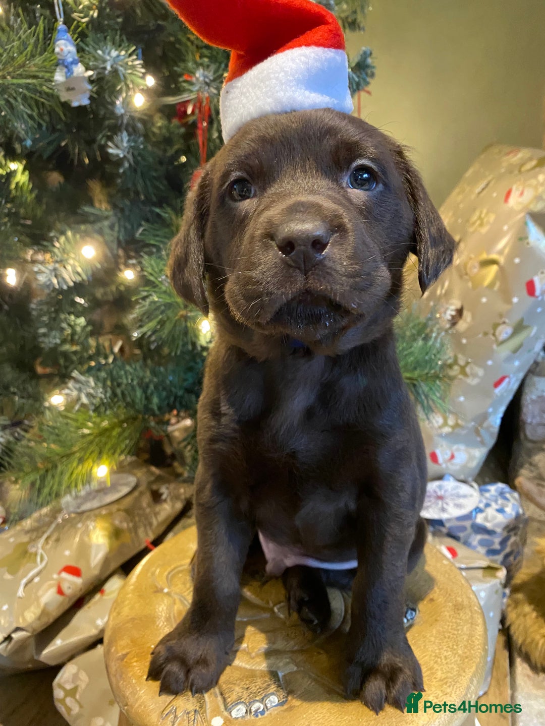 Labrador Retriever dogs for stud: Health Tested KC Registered Chocolate Labrador  in Wisbech - Image 8
