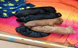 Cockapoo dogs for sale: Cockapoo Puppies - Advert 1