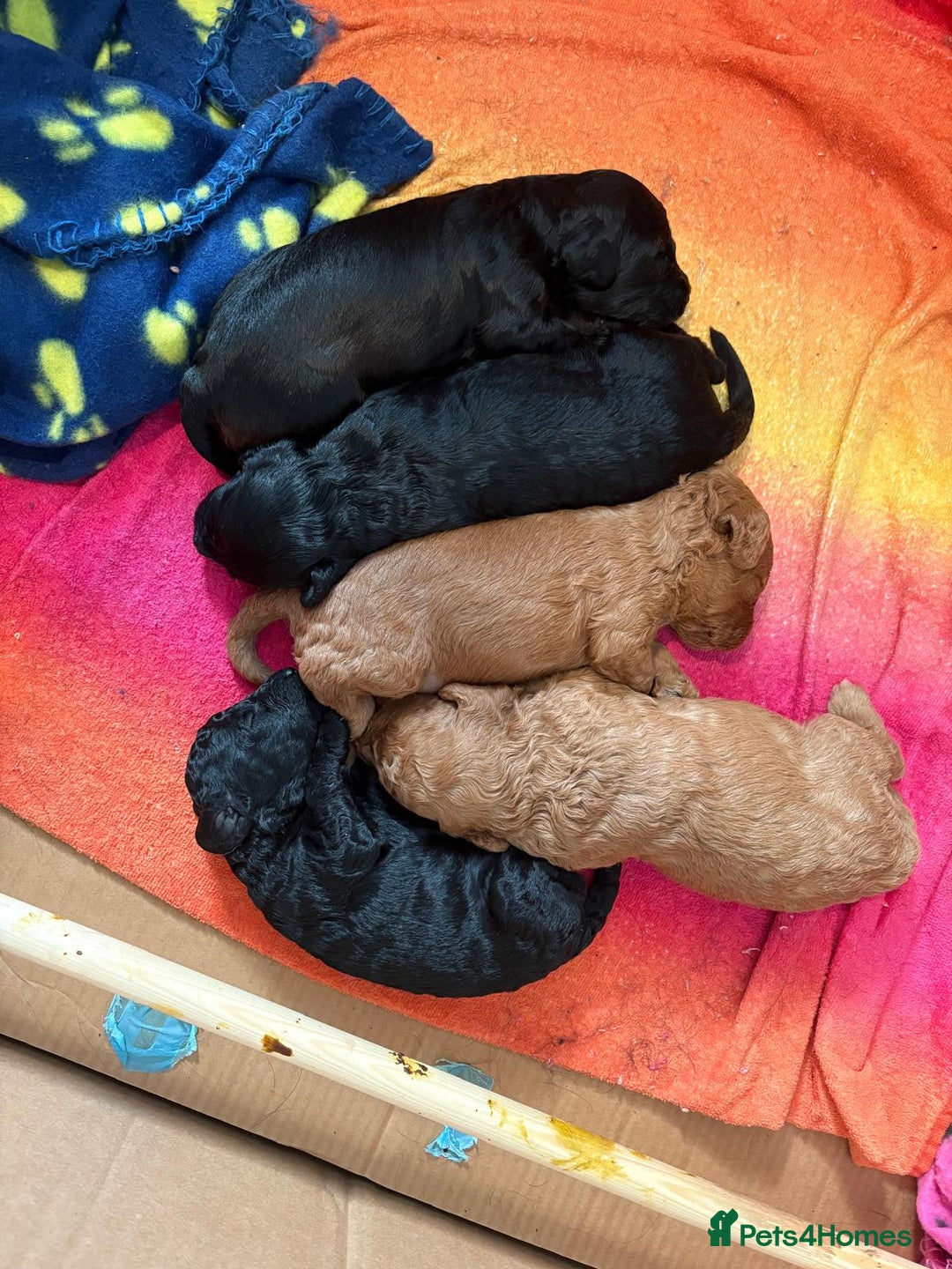 Cockapoo dogs for sale: Cockapoo Puppies - Advert 1